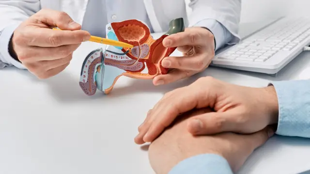 بیماری پروستات و درمان. مدل آناتومیک دستگاه تناسلی مردان در دستان پزشکان از نمای نزدیک در طول مشاوره با بیمار مرد مشکوک به پروستاتیت باکتریایی