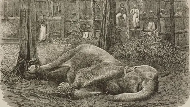 1751 නොවැම්බර් 25 දින කොළඹ, කොටුවට ඇතුළු වූ වන අලියෙකු කළ පහරදීමකින් මිනිසුන් දෙදෙනෙකු ජිවිතක්ෂයට පත්විය. 