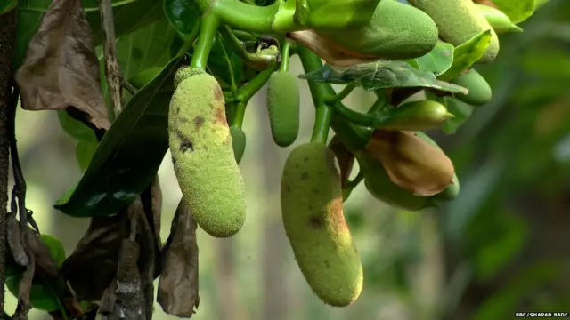 सरकारनं या प्रकल्पाबद्दल संदिग्धता ठेवलेली आहे, असं स्थानिकांचं म्हणणं आहे.