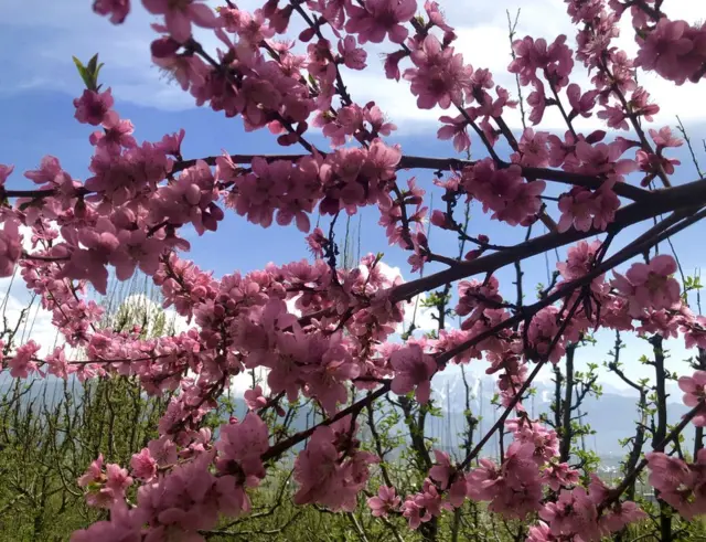 బాదం చెట్లు