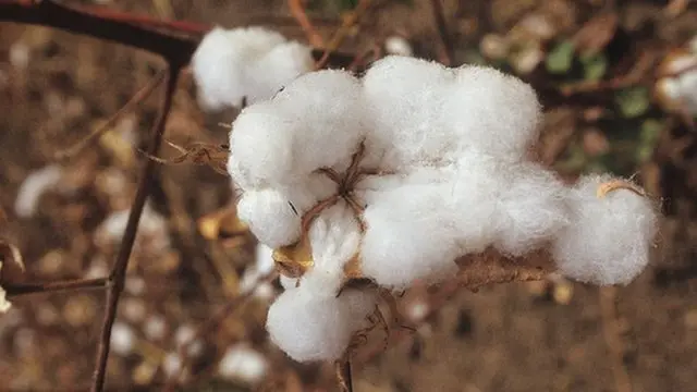 Cameroon, Vina Valley, Vicinity Touboro Town,