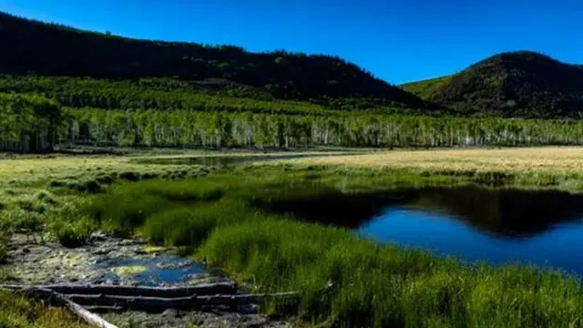 Paisagem com árvores ao fundo