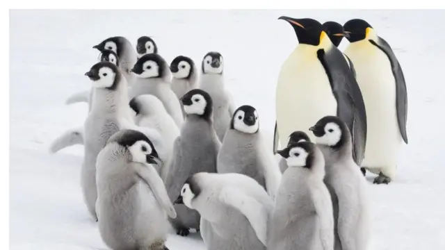 Дитинчата імператорського пінгвіна
