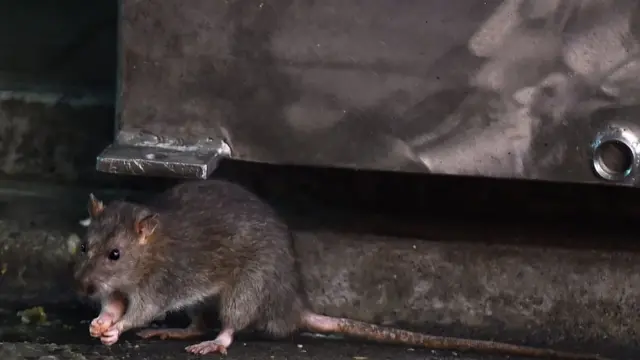 крыса на улице