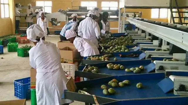 በለስ እንትዕሸግ