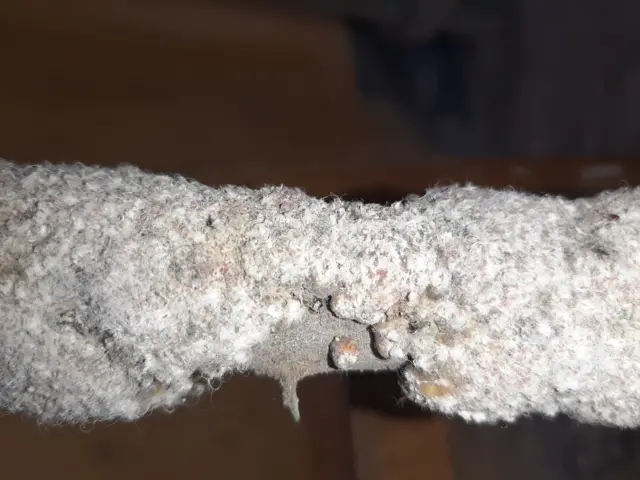 গাছের ডালে কয়েক সপ্তাহের লাক্ষা