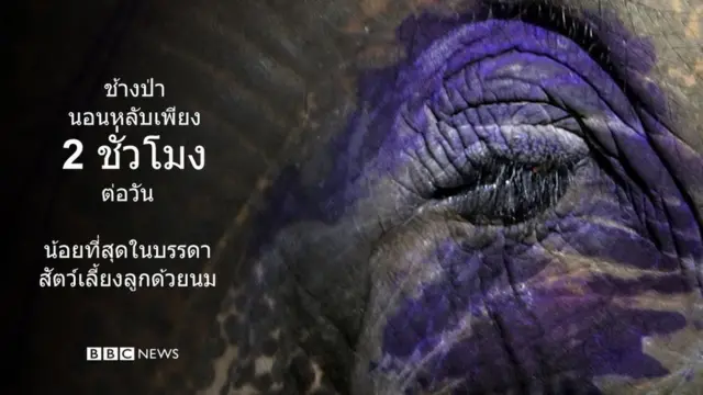 ช้างป่านอนหลับเพียง 2 ชั่วโมงต่อวัน