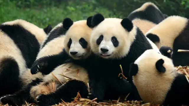 Pandas