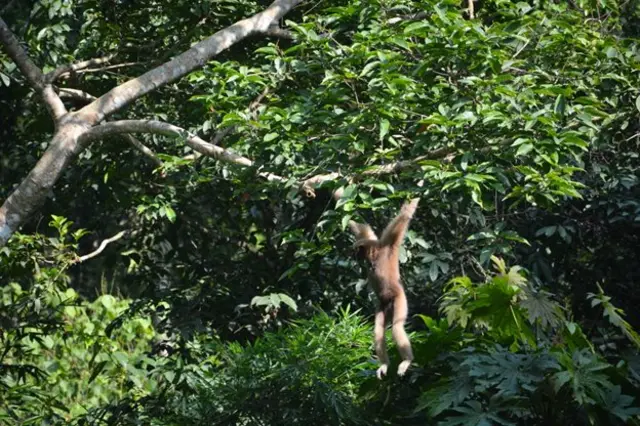 গবেষকরা বলছেন, বর্তমানে বাংলাদেশের বনে যতগুলো উল্লুক রয়েছে, এখনো ব্যবস্থা নিলে এগুলোকে বিলুপ্তির হাত থেকে রক্ষা করা সম্ভব।