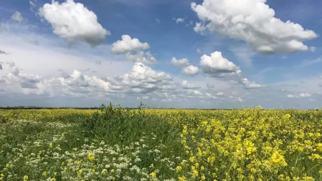 countryside near Raqqa