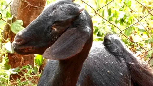 ગામલોકોનો દાવો છે કે કીડીઓ પશુઓની આંખો ખાઈ જઈ રહી છે