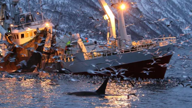 Рыболовецкие суда и хвост косатки.