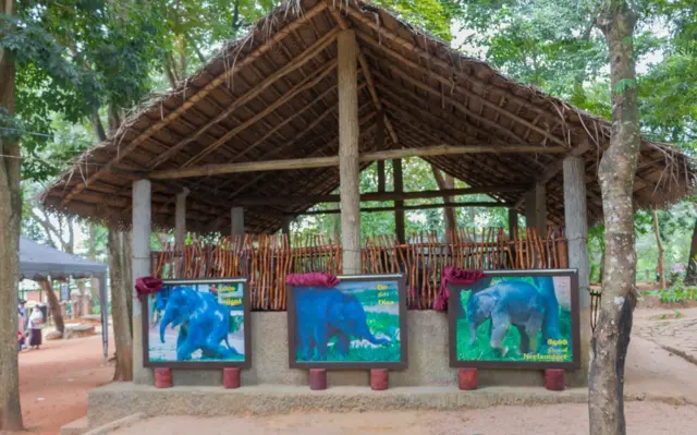 Pinnawala new calfs