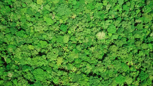 Vista aérea da Floresta Amazônica