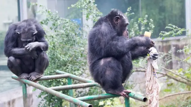 শিম্পাঞ্জীদের মধ্যে একে অপরের শরীরের তরল পদার্থের প্রতি বিতৃষ্ণা আছে