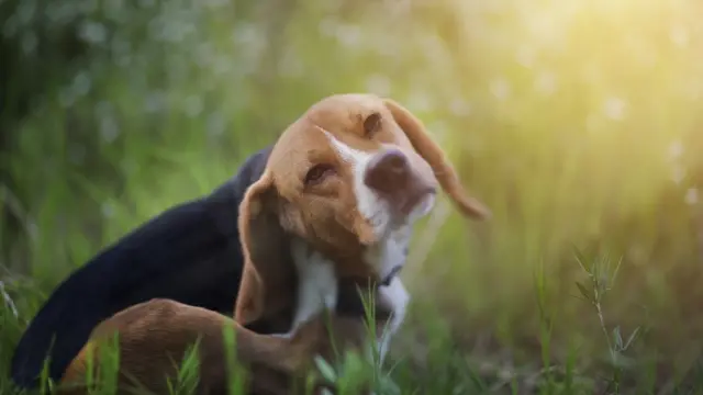 Cachorro coçando a orelha