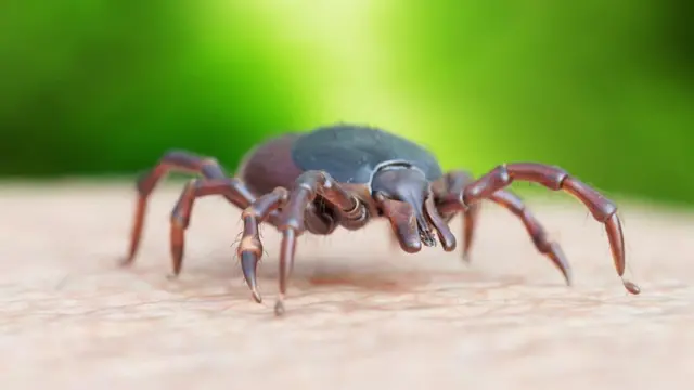 બગાઈ