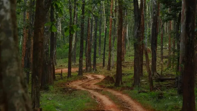 இந்தியாவில் வசிக்கும் ஆஃப்ரிக்க பழங்குடியின மக்கள்
