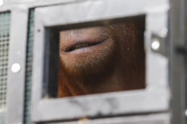 ปากลิงอุรังอุตัง