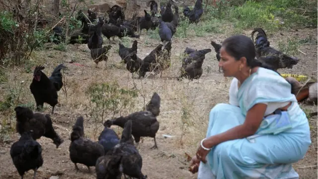 कड़कनाथ