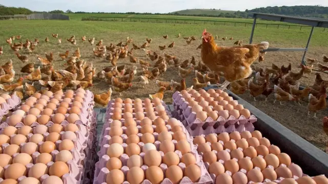 Птахоферма