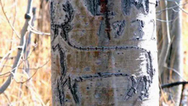 Nombres y símbolos vascos en álamos en EE.UU. (Foto: University of Nevada)