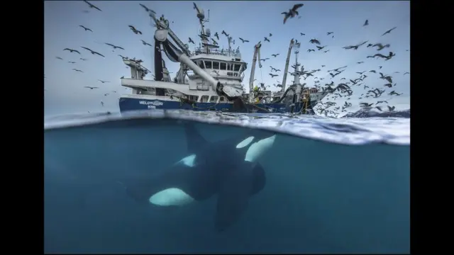 Ballena y barco en los mares de Noruega