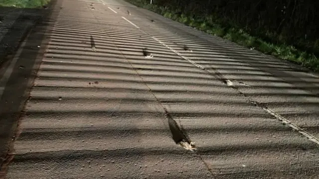 Birds dead on a road