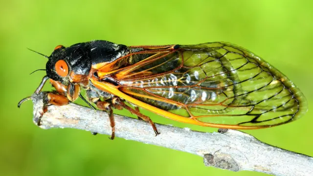 Cykada siedzi na gałęzi, jej pomarańczowe oczy są wyłupiaste, a skrzydła schowane za nimi. Jasnozielone tło sugeruje, że znajduje się na zewnątrz.