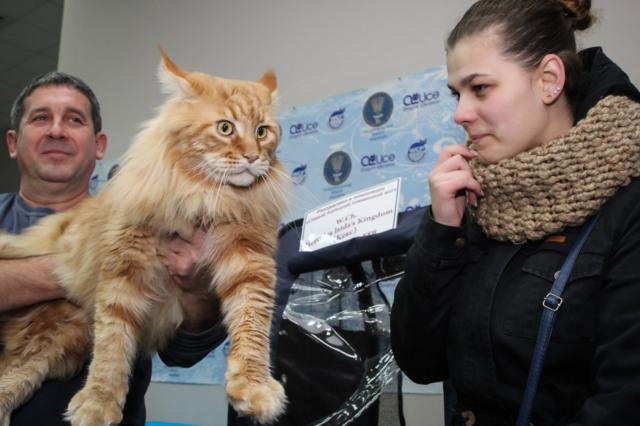 Кіт Кекс став рекордсменом України