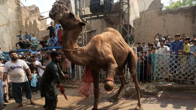 Mutane sun taru yayin da aka soke Rakumi domin layya a yankin Peshawar na Pakistan