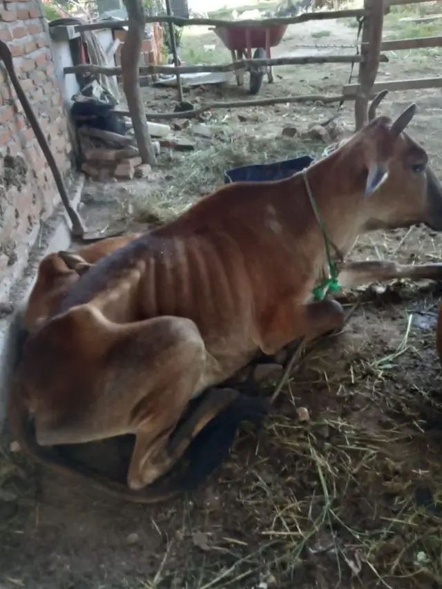 Penyakit mulut dan kuku