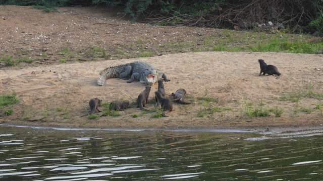 நீர் நாய், காவிரி, தாமிரபரணி