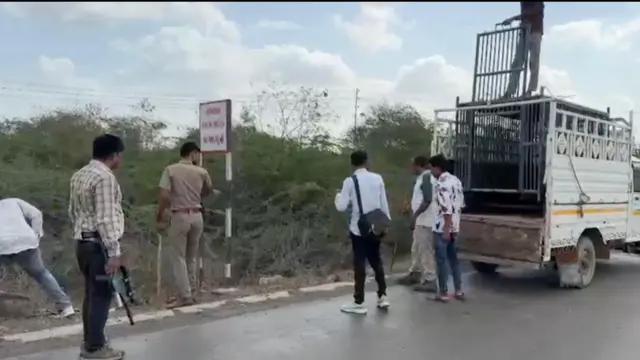 અમરેલી-ભાવનગરમાં ચાર દિવસમાં ત્રણ લોકોનાં મૃત્યુ બાદ પાંચ સિંહોને પાંજરે પુરાયા, હવે આ સિંહોનું શું થશે? ગુજરાત બીબીસી ગુજરાતી ન્યૂઝ ગુજરાત સમાચાર ગીર