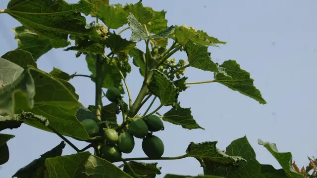 बायोफ़्यूल