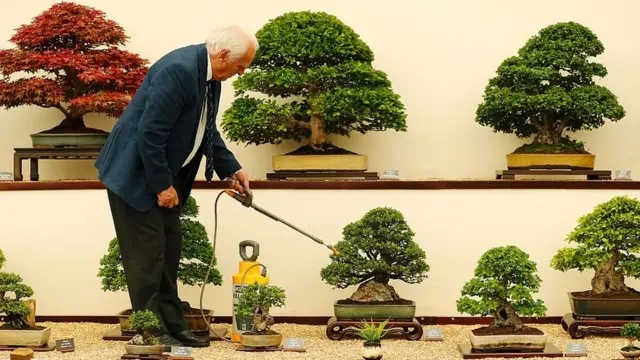 400 yllk bonsai aalar alnan Japon iftten hrszlara: Onlar haftada  bir sulayn - BBC News Trke