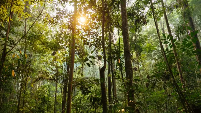 Floresta amazônica