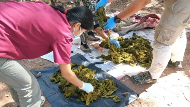 ขยะพลาสติกในท้องกวาง