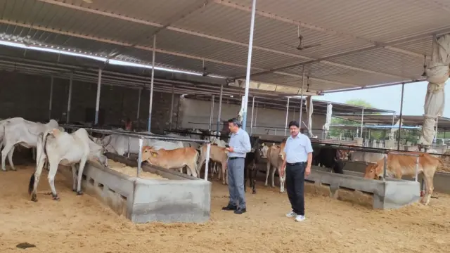 లంపీ వైరస్