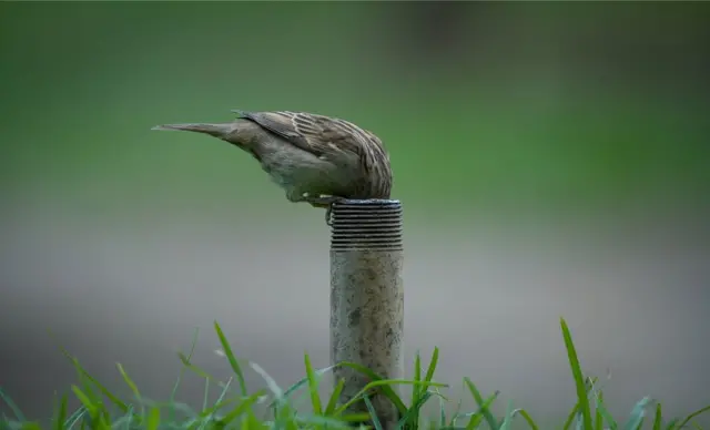 Pájaro buscando agua.