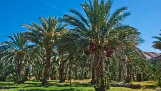 የቴምር እርሻ