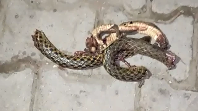 সাপটিকে কামড়ে টুকরো টুকরো করে ফেলেছিলেন রাজ কুমার।