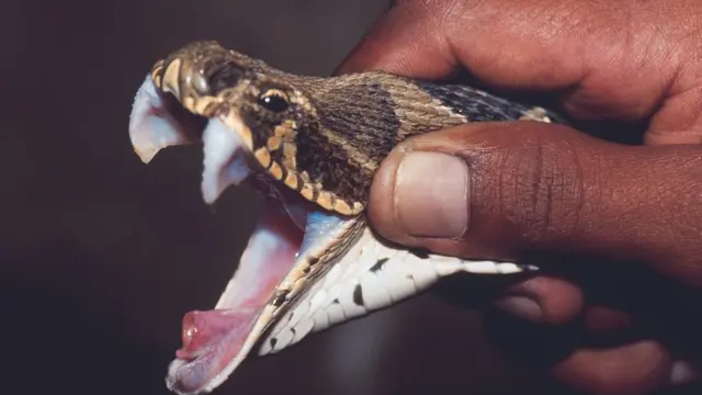 பாம்புக்கடி