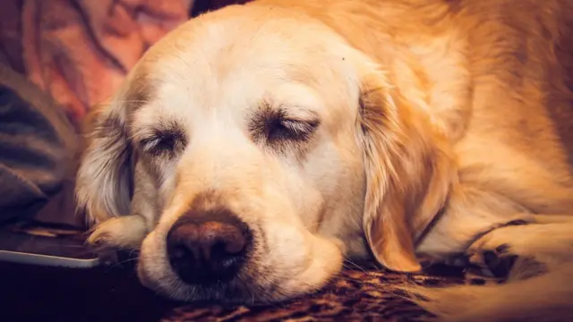 Спящий золотой ретривер.