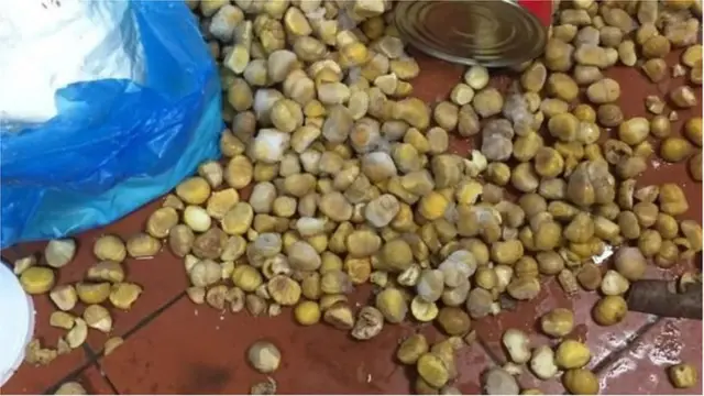 Hạt dẻ được đổ ra nền nhà