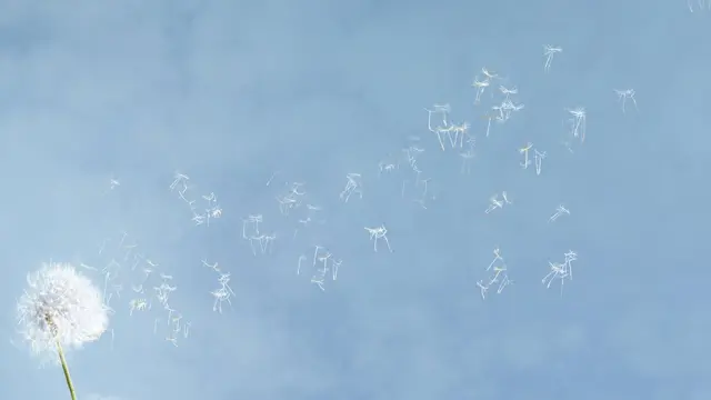 Cielo y diente de león