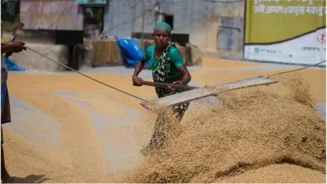 কৃষিখাত, করোনাভাইরাস, বাংলাদেশ।