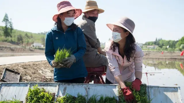 Agricultores norte-coreanos