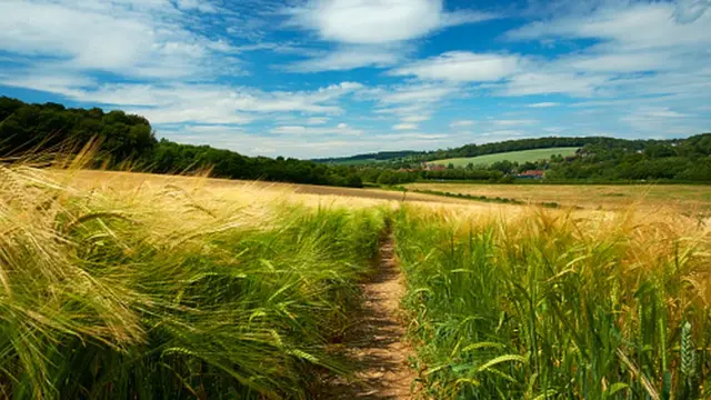Тропинка в ячменном поле, Чилтерн Хилс