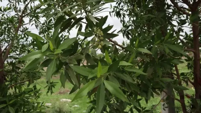 કોનોકૉર્પસ વૃક્ષ